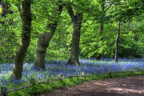 Kew Gardens Bluebells Tonybill Flickr