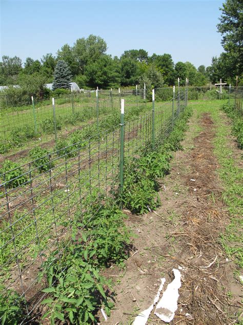 Best Homemade Tomato Cages Trellis System For Heirloom Tomatoes