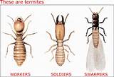Photos of Force Termite