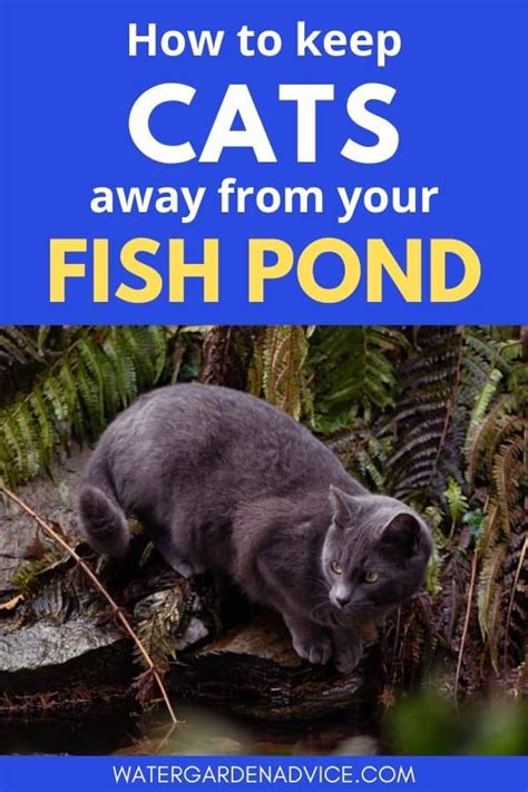 I am often asked how to keep cats out of the yard. How To Keep Cats Away From Your Pond | Water Garden Advice
