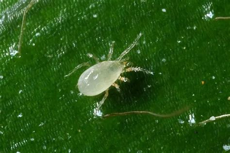 How To Get Rid Of White Mites Ultimate Guide