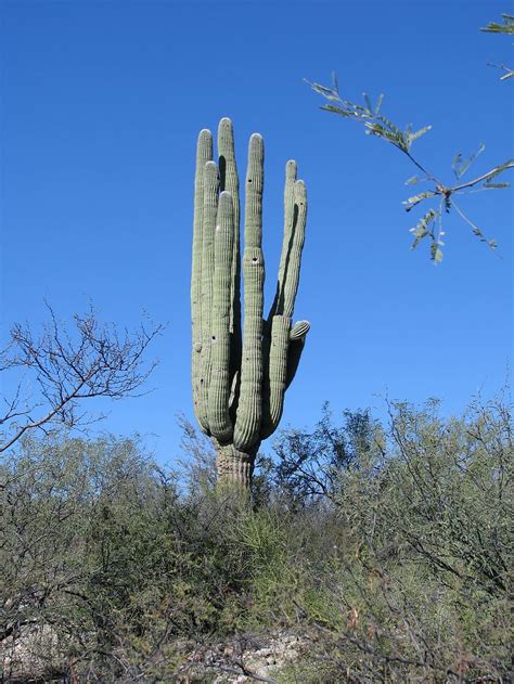Hd Wallpaper Cactus Arizona Desert Southwest Nature Landscape