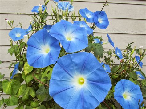 Four Hills Of Squash The Heavenly Blue Morning Glory