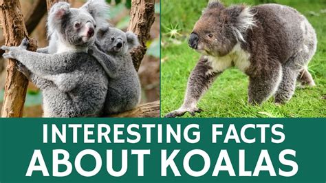 Interesting Facts About Koalas Animal Videos For Kids And School