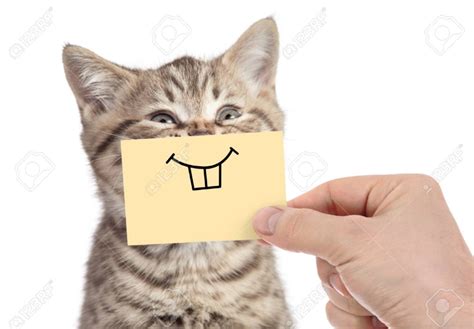 Funny Cat Blank Template Imgflip