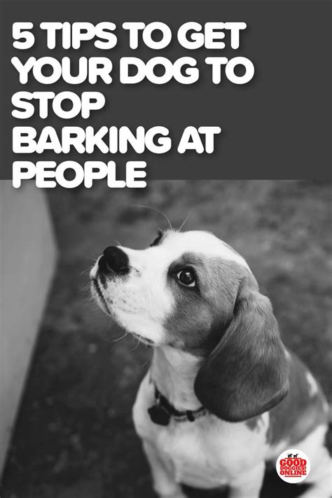 Top 5 Tips On How To Get A Dog To Stop Barking Good Diggies Online