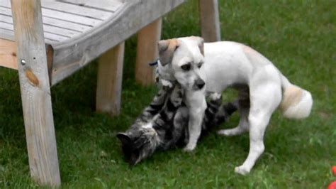 How to start a cat fight. funny animal wrestling video #2 - the Truth about Cats and dogs.. cat fight.. or dog fight - YouTube