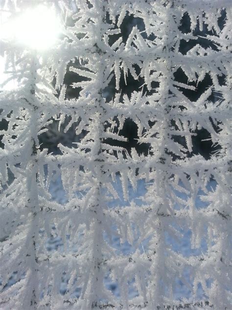 Trellis Winter Solstice Jack Frost Frosty