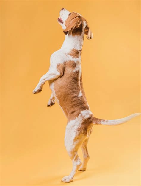 Happy Dog Standing On Hind Legs Photo Free Download