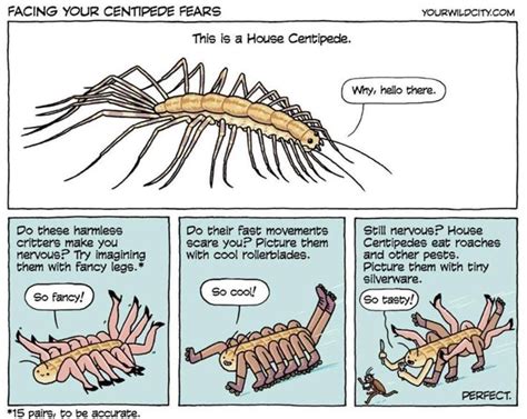 House Centipede Centipede Leg Pictures Aesthetic Art