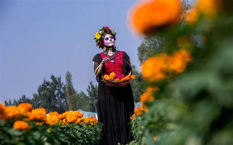 Datos Que No Sabías Sobre El Cempasúchil La Flor De Veinte Pétalos