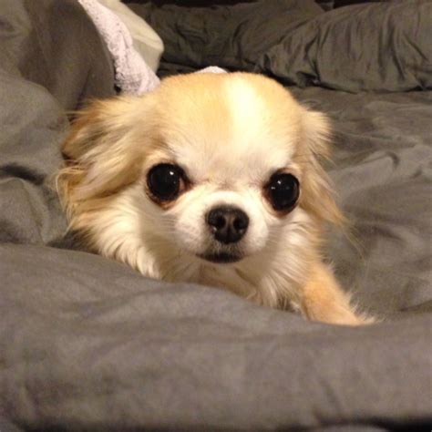 Long Hair Chihuahua Images Pets Lovers