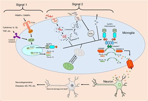 Role Of Nlrp3 Inflammasome In Neurodegenerative Diseases Cytokines