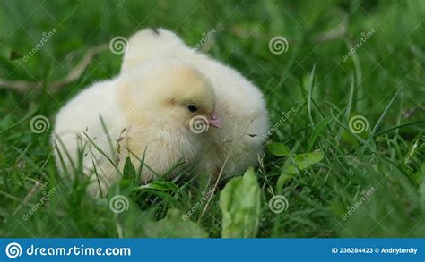 Cute Fluffy Baby Chickens Together On Green Grass Outdoors Stock Image
