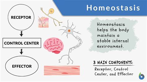 What Is Homeostasis Definition Examples Homeostasis Breakdown Sexiz Pix