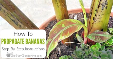 How To Propagate Banana Plants Get Busy Gardening