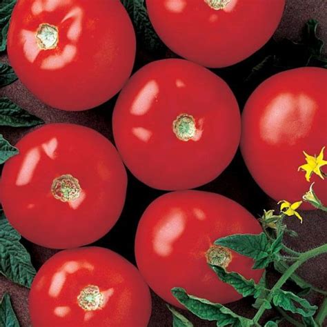 Hybrid Tomato Mountain Fresh Plus