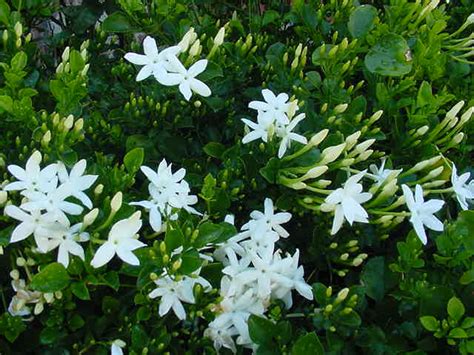 Flower Growing Zones Fragrant White Flower Bush