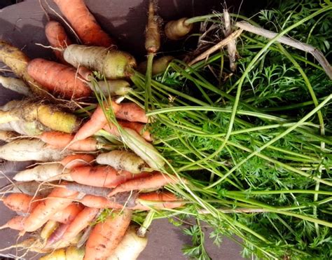 Growing Carrots The Grantham Gardener