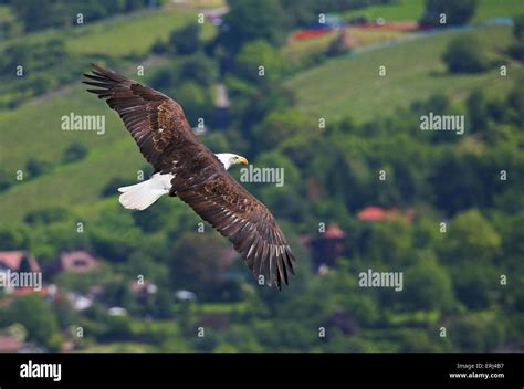 Flying American Eagle Stock Photo Alamy