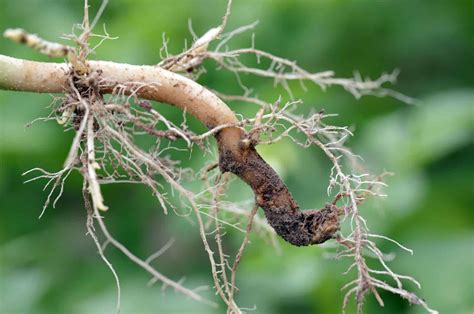 What Are Root Rot Symptoms Causes Treatment Prevention