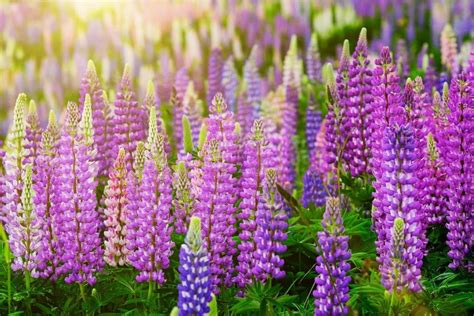 High power led lighting systems, made in germany. How to Plant, Grow and Care for Lupine Flowers ...