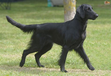 Il fait partie de la famille des retrievers mais il est moins connu que son cousin le labrador ou le golden. Flat coated retriever hereditary health and longevity ...