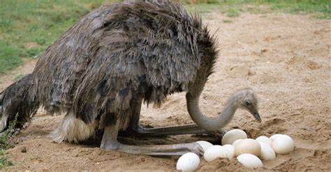 Oviparous Animals 12 Animals That Lay Eggs Some Will Surprise You