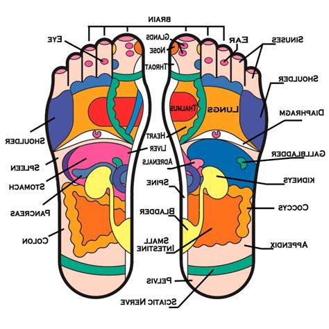 Foot Arch Muscle Anatomy Anatomy Body Gallery Reflexology