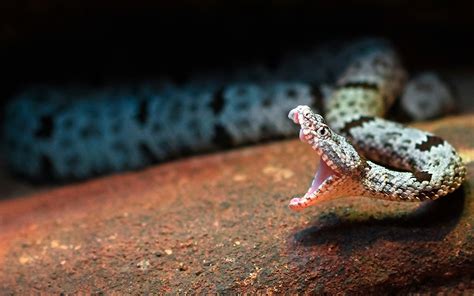 Acércate a las serpientes más venenosas de México Acuario Michin Puebla