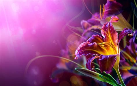 Abstract Lily Flower Backgrounds 2560x1600