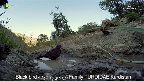 Wild Kurdistan Black Bird الطائر لاسود مریشكه‌ڕه‌شه Youtube