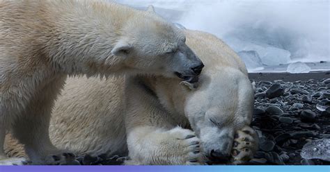 Polar Bears May Go Extinct By 2100 Due To Global Warming