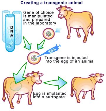 We use transgenic transgenic microbes in order to produce insulin for humans. Transgenic Animals Good or Bad? - Home