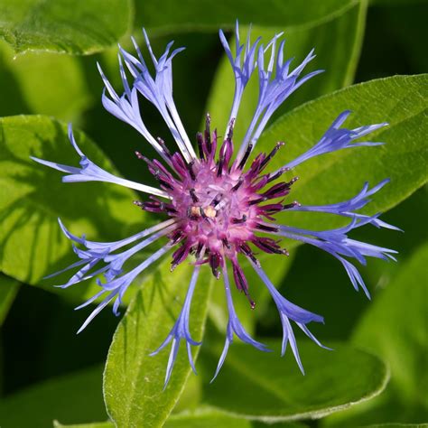 Free Images Nature Herb Produce Botany Flora Blue Flower
