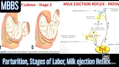 Parturition Stages Of Labor Lactation Milk Ejection Reflex MBBS NEXT NEETPG YouTube