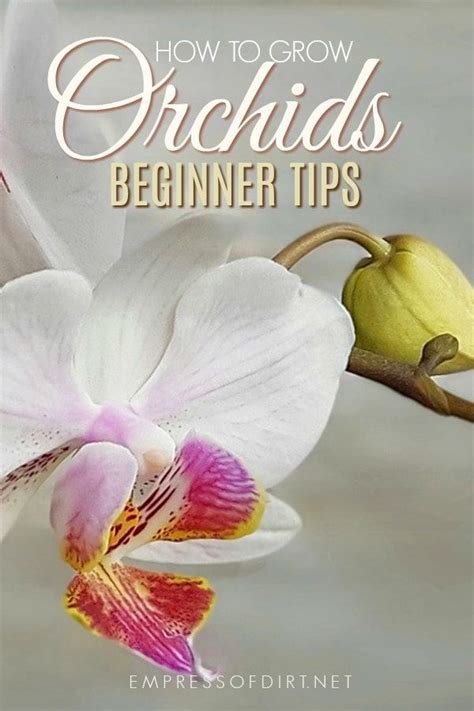 Orchids For Beginners Empress Of Dirt Growing Orchids Orchids