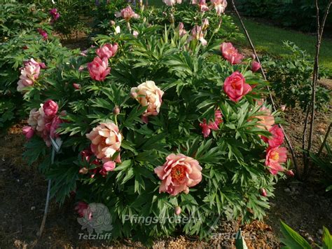 Paeonia Magical Mystery Tour Pfingstrosen Paradies Tetzlaff