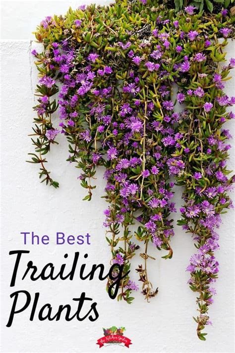 Lobelia, geranium, astilbe, heuchera, veronica, more. The Best Trailing Plants in 2020 | Hanging plants outdoor ...