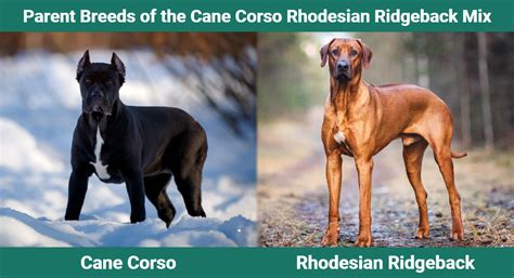 Cane Corso Rhodesian Ridgeback Mix Gids Fotos Zorg And Meer Dierkeurnl