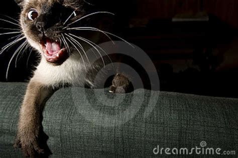 Angry Siamese Cat Stock Photo Image Of Hide Siamese 8668166