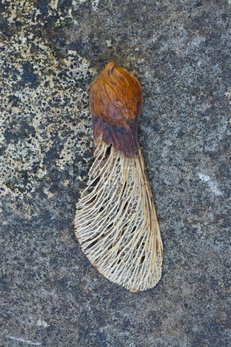 Seed starting japanese maple tree tree care trees to plant maple popular tree seed germination growing seeds bonsai seeds. Maple tree seed | Stock image | Colourbox