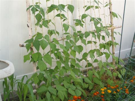 Container + small space gardening, edible gardening. Leaning String Bean Trellis - Eco Snippets