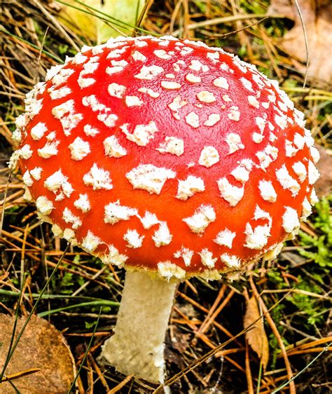 Red White Mushroom