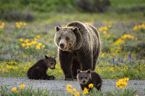 0638 Momma Bear — Experience Wildlife