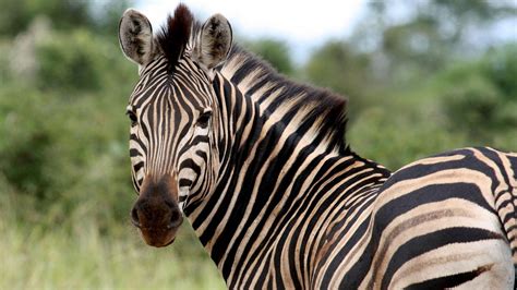 What Is the Name for a Female Zebra?