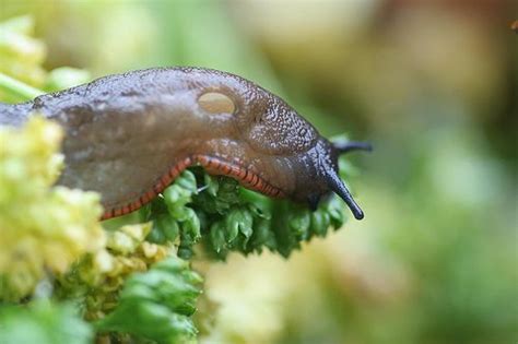 Evil Slugs That Eat Your Plants Molluscs Slugs Invertebrates