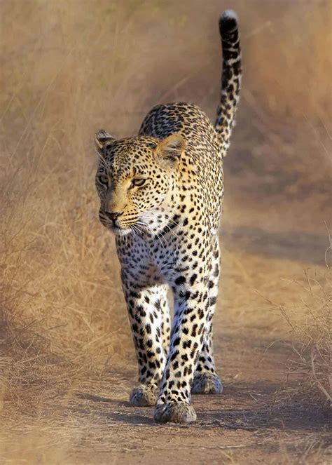 33 African Leopard Facts (Panthera pardus pardus) - Storyteller Travel