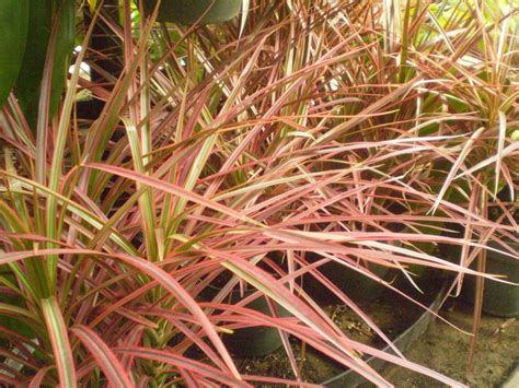 Драцена маргината (dracaena marginata) — теплолюбивое деревце семейства спаржевых, с гладким стволом и пучком пышных удлиненных листьев на макушке (ложная пальма). Dracaena de hoja fina :: Imágenes y fotos