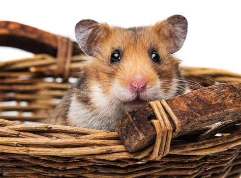 Little Brown Hamster Close Up Stock Photo Image Of Adorable Mouse